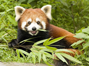 Bakgrunnsbilder Rød panda