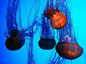 Tapety na pulpit Podwodny świat Meduza Zwierzęta