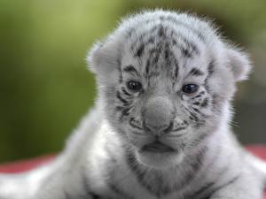 Bakgrundsbilder på skrivbordet Pantherinae Tigrar Ung Djur