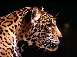 Фотография Большие кошки Ягуар На черном фоне Животные