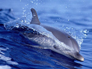 Bureaubladachtergronden Dolfijnen