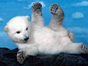 Papel de Parede Desktop Urso Urso-polar Filhotes animalia