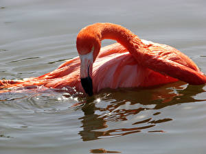 Papel de Parede Desktop Pássaros Flamingos