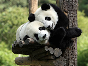 Hintergrundbilder Ein Bär Großer Panda Tiere