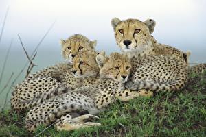 Image Big cats Cheetahs Animals