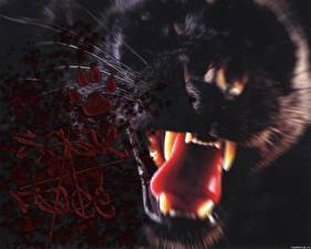 Tapety na pulpit Wielkie koty Czarna pantera Językiem Zęby Zwierzęta