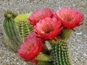 Bureaubladachtergronden Cactussen
