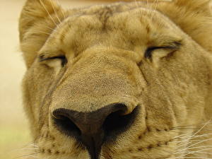 Picture Big cats Lions Closeup animal