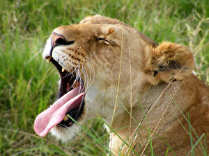 Hintergrundbilder Große Katze Löwen Zunge Gähnt Tiere