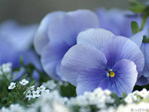 Fotos Veilchen Blüte