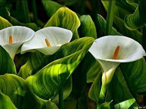 Fotos Calla palustris Blumen