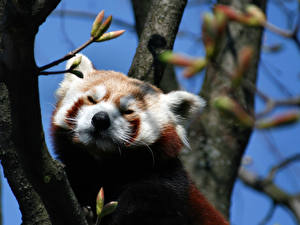 Papel de Parede Desktop Panda-vermelho ou panda-pequeno
