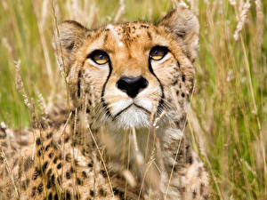 Image Big cats Cheetahs animal