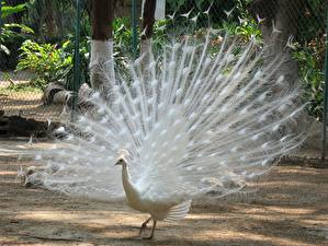 Fonds d'écran Oiseaux Pavos Blanc un animal