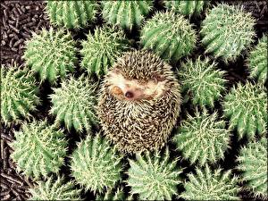 Photo Hedgehogs