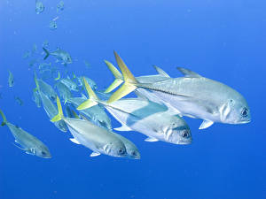 Photo Underwater world Fish Colored background animal