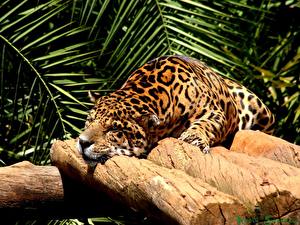Pictures Big cats Jaguar animal