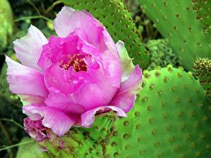 Bakgrundsbilder på skrivbordet Kaktus Blommor