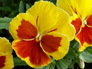 Pictures Pansies Flowers