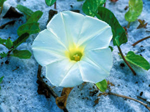 Image Convolvulus flower