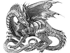 Fonds d'écran Dragons Dessiné Fond blanc Fantasy