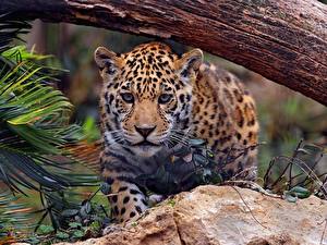Desktop hintergrundbilder Große Katze Jaguar ein Tier