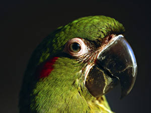 Picture Bird Parrots Black background Animals