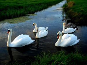 Pictures Bird Swan