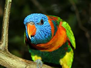 Hintergrundbilder Vogel Papageien