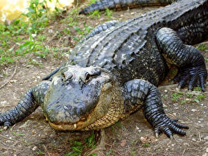 Fotos Krokodile ein Tier
