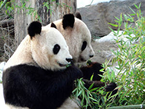 Desktop hintergrundbilder Bären Pandas Tiere