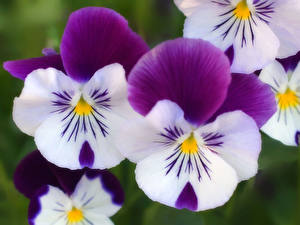 Bilder Garten-Stiefmütterchen Blüte