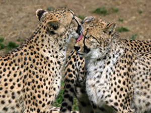 Bureaubladachtergronden Pantherinae Cheeta Dieren