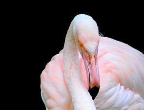 Bureaubladachtergronden Vogels Flamingo Zwarte achtergrond Dieren
