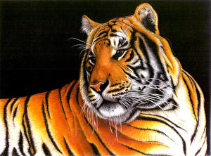 Фото Большие кошки Тигр Черный фон животное