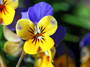 Bilder Garten-Stiefmütterchen Blüte