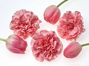 Fotos Nelken Tulpen Blüte
