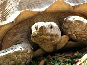 Bureaubladachtergronden Schildpad een dier