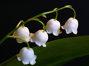 Fondos de escritorio Convallaria majalis flor