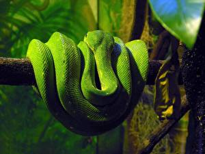 Bakgrunnsbilder En slange Dyr