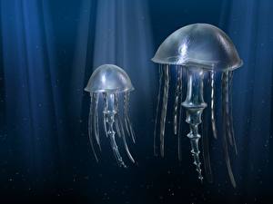Papel de Parede Desktop Mundo subaquático Medusas animalia