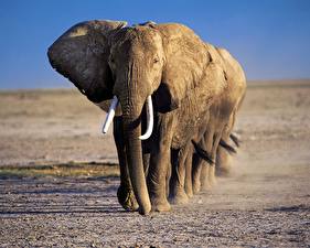 Hintergrundbilder Elefanten Tiere