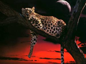 Картинка Большие кошки Леопарды Рисованные животное
