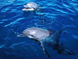 Papel de Parede Desktop Golfinhos um animal