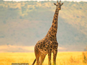 Papel de Parede Desktop Girafa