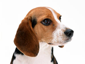 Bureaubladachtergronden Honden Beagle Witte achtergrond Dieren