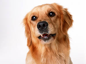Bakgrunnsbilder Hund Retrievere Hvit bakgrunn Dyr
