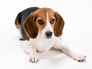 Bureaubladachtergronden Honden Beagle Witte achtergrond Dieren