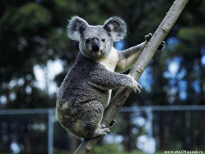 Bakgrundsbilder på skrivbordet Björn Koalas