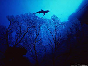 Papel de Parede Desktop Mundo subaquático Tubarões Animalia